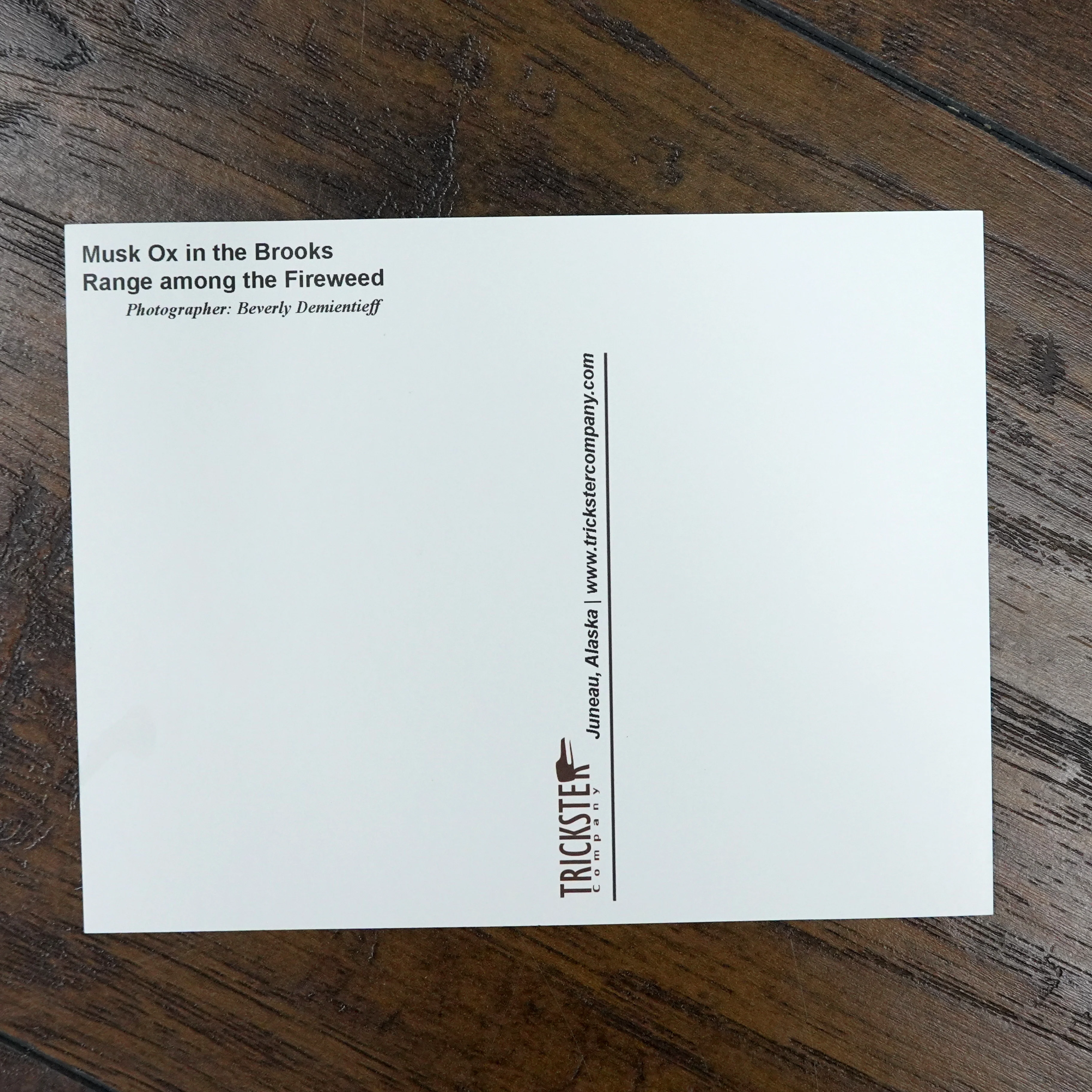 Musk Ox Postcard - Image 2